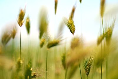 Close-up of stalks in field