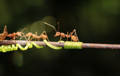 Close-up of ant on plant