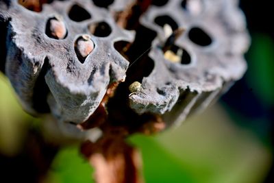 Close-up of insect