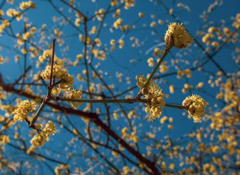 Low angle view of flowering plant against blue sky