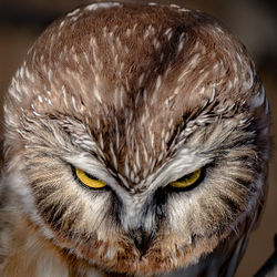 Close-up portrait of a owl