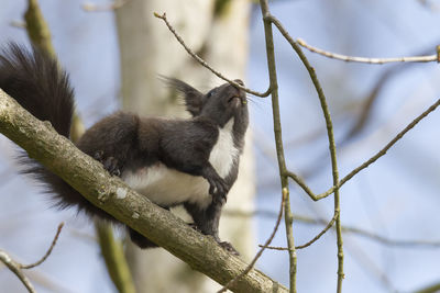 Low angle view of a cat on branch