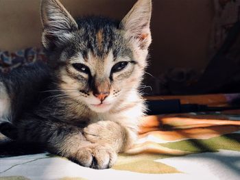 Close-up portrait of a cat