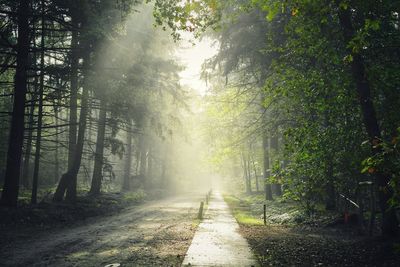 Trees in forest against sky