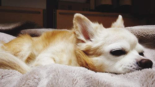 Close-up of a dog resting at home