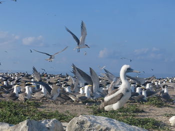 Seagulls flying in the sky