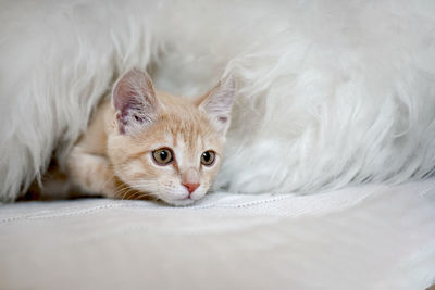 Cute scared kitten is playing hide and seek on bed in blanket muzzle kitten peeking out of hiding