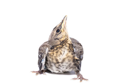 Close-up of a bird against white background