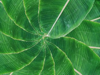 Banana leaf of life