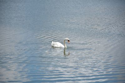 Swan floating on the sea