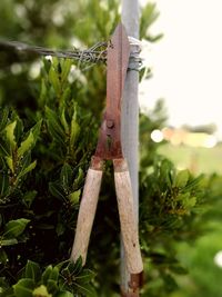 Close-up of lizard on tree against sky