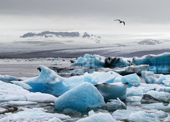 Glacier lagoon with icebergs in shades of blue, bird in the sky, in the background a glacier