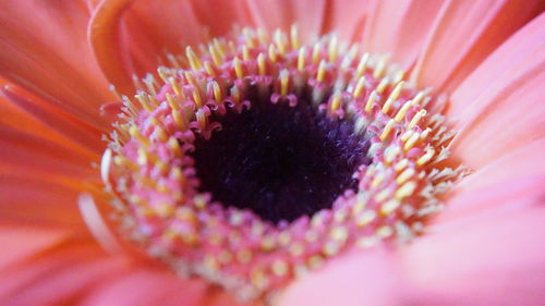 Close-up of pink flower