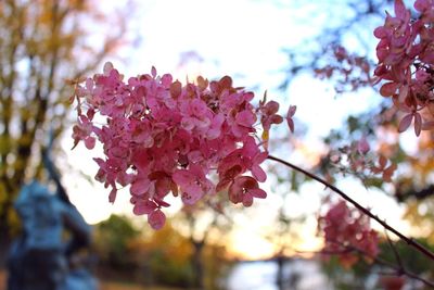 Close-up of pink flowers