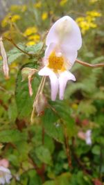 Close-up of white flowering plant on field