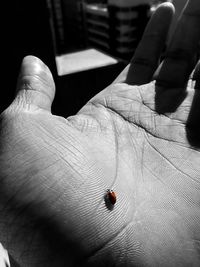 Close-up of ladybug on hand