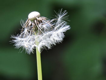 Close-up of dandelion blooming outdoors