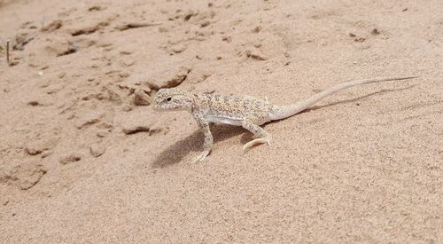 High angle view of a lizard on sand