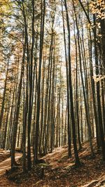 Trees growing in forest