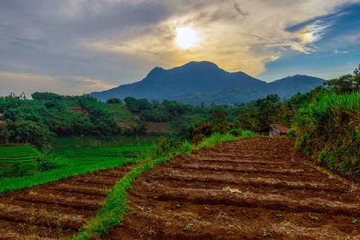 Scenic view of agricultural field against sky during sunset