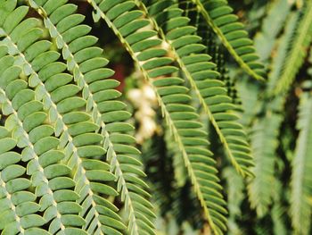 Close-up of fern leaves