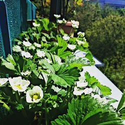 Close-up of flowers blooming in garden