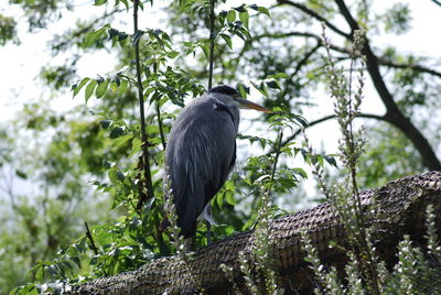 Low angle view of gray heron perching on tree