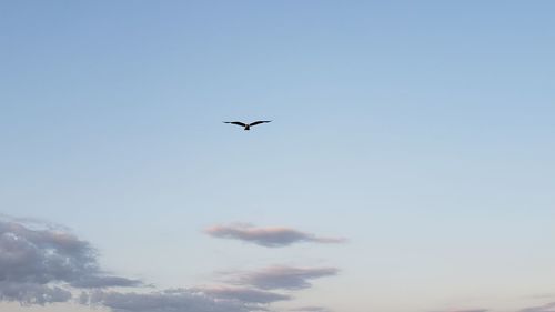 Low angle view of bird flying in sky