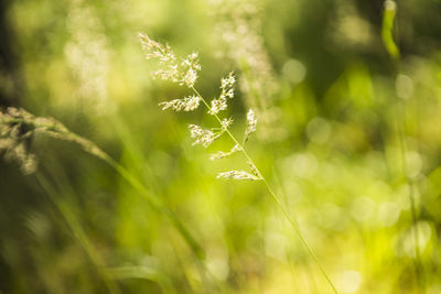 Close-up of plant growing on field