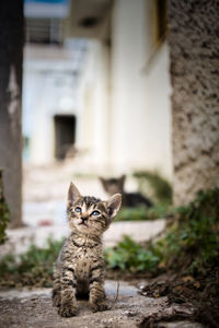 Portrait of a cat