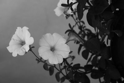 Close-up of pink flowers