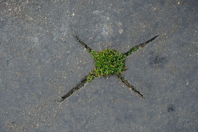 High angle view of insect on plant
