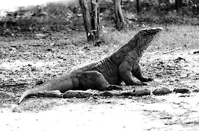 View of lizard on land