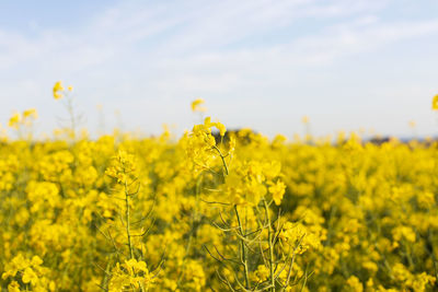 Scenic view of yellow flowers field against sky