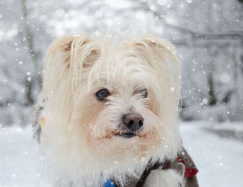 Close-up of wet dog during winter