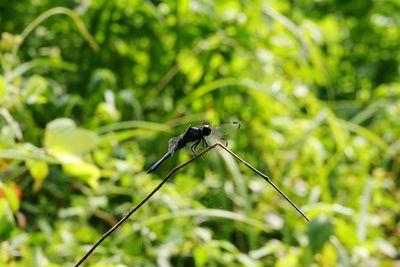 Close-up of dragonfly on plant against blurred background