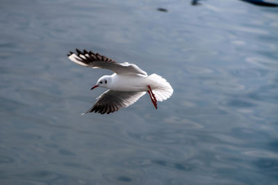 Close-up of seagull flying over sea