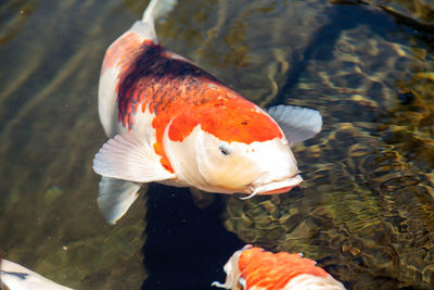 High angle view of koi carps swimming in lake