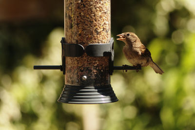 Close-up of bird perching on feeder