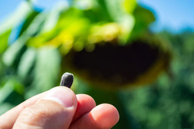 Close-up of hand holding leaf