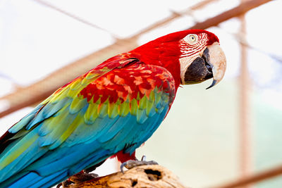 Low angle view of scarlet macaw perching on wood