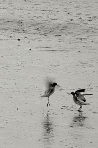 Birds flying over lake