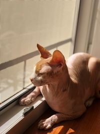 High angle view of a cat on table at home