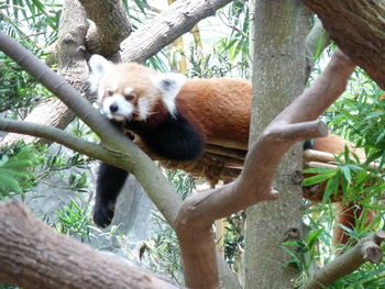 Cat lying on tree trunk in zoo