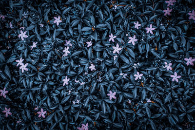 High angle view of purple flowering plants