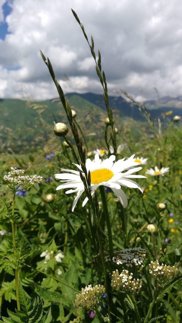 CLOSE-UP OF YELLOW FLOWERING PLANT