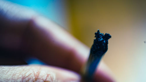 Close-up of hand holding purple leaf