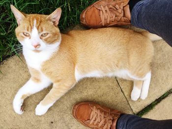 High angle view of cat lying between two feet