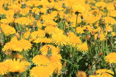 Close-up of yellow flowering plants on field