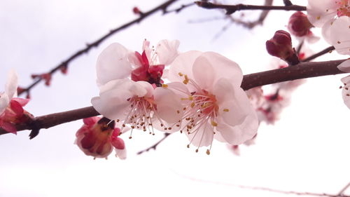 Close-up of cherry blossoms in spring